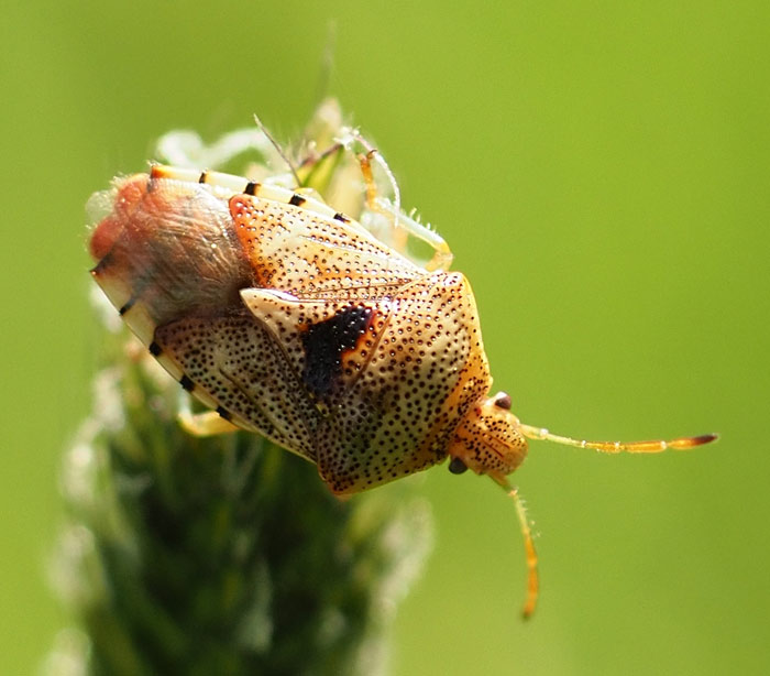 Fleckige Brutwanze, Elasmucha grisea
